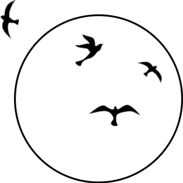 birds circle