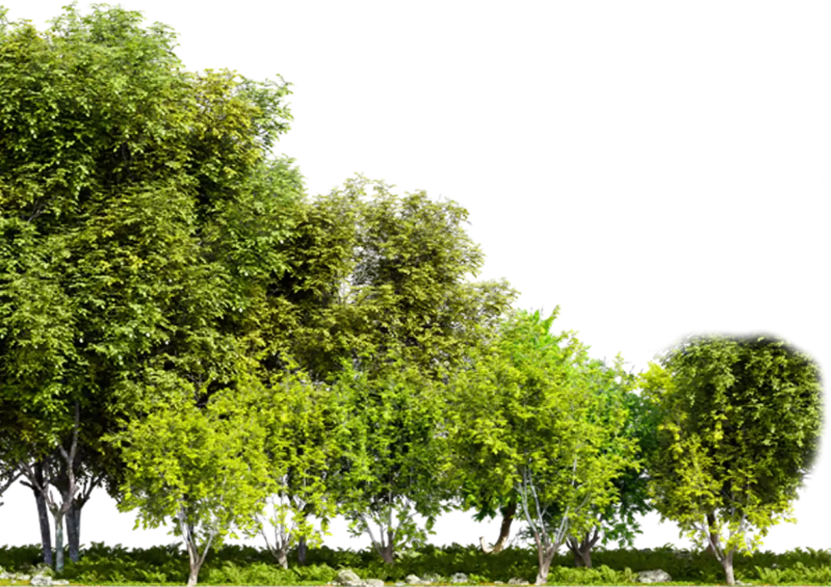 Trees