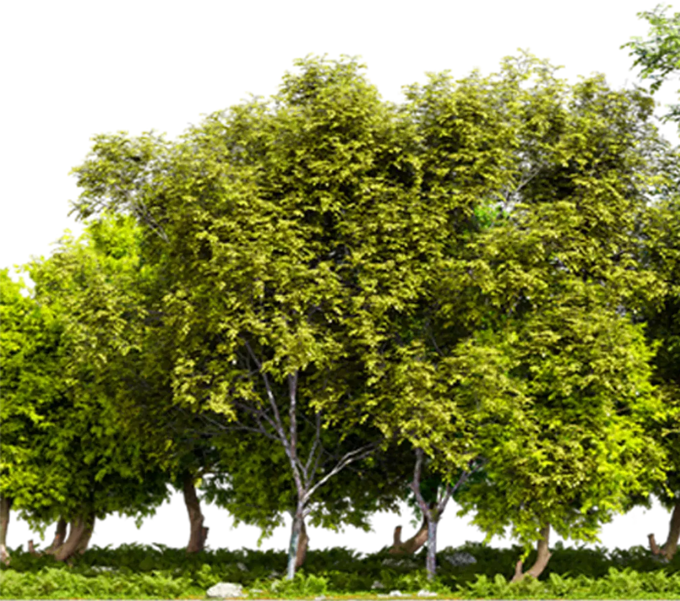 Trees2