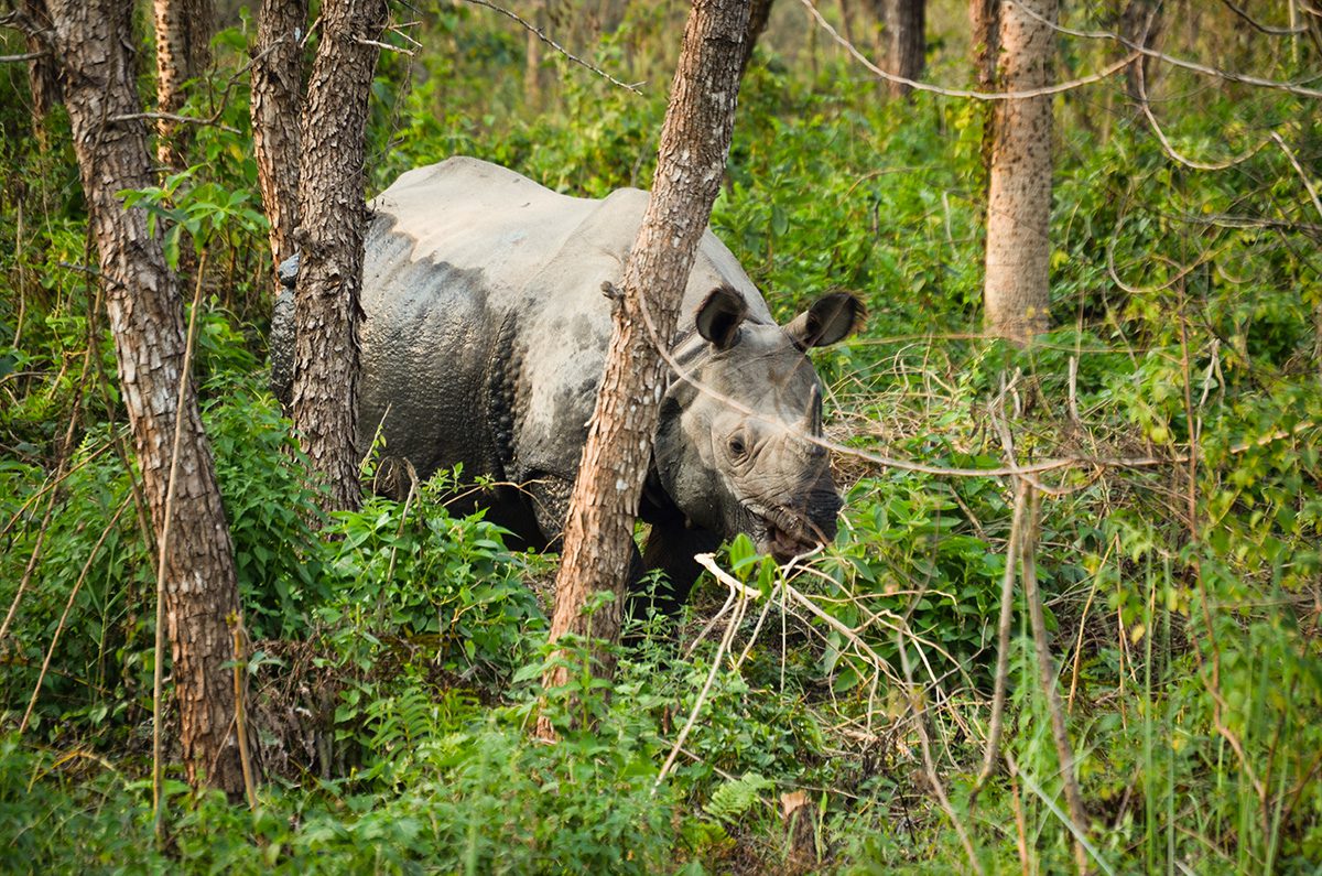 Chitwan One Horned Rhino