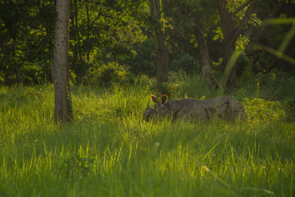 One horned Rhinoceros, Bardiya National Park 