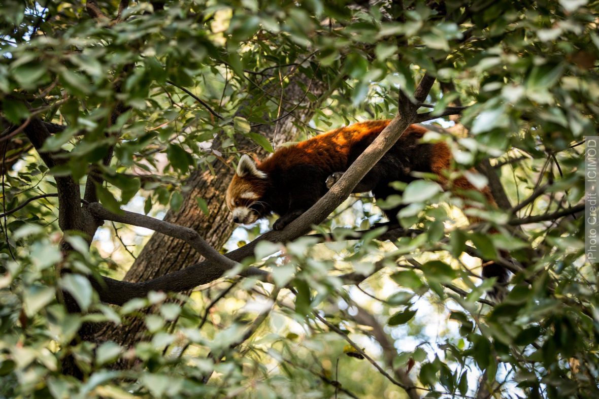 Red Panda sighted in Eastern Nepal