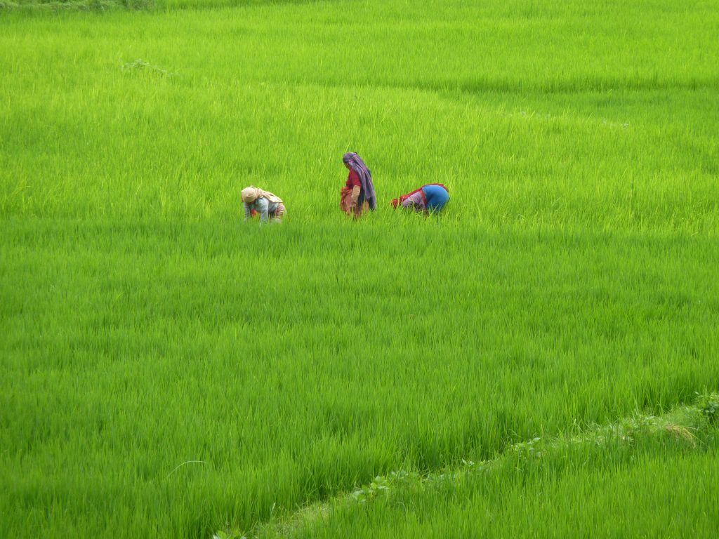 fields covered with green rice saplings is a common sight during the monsoon