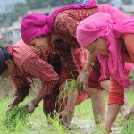 farmers planting paddy in the field during Ropai festival