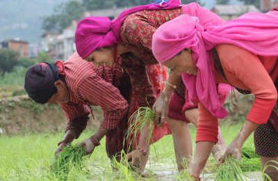 farmers planting paddy in the field during Ropai festival